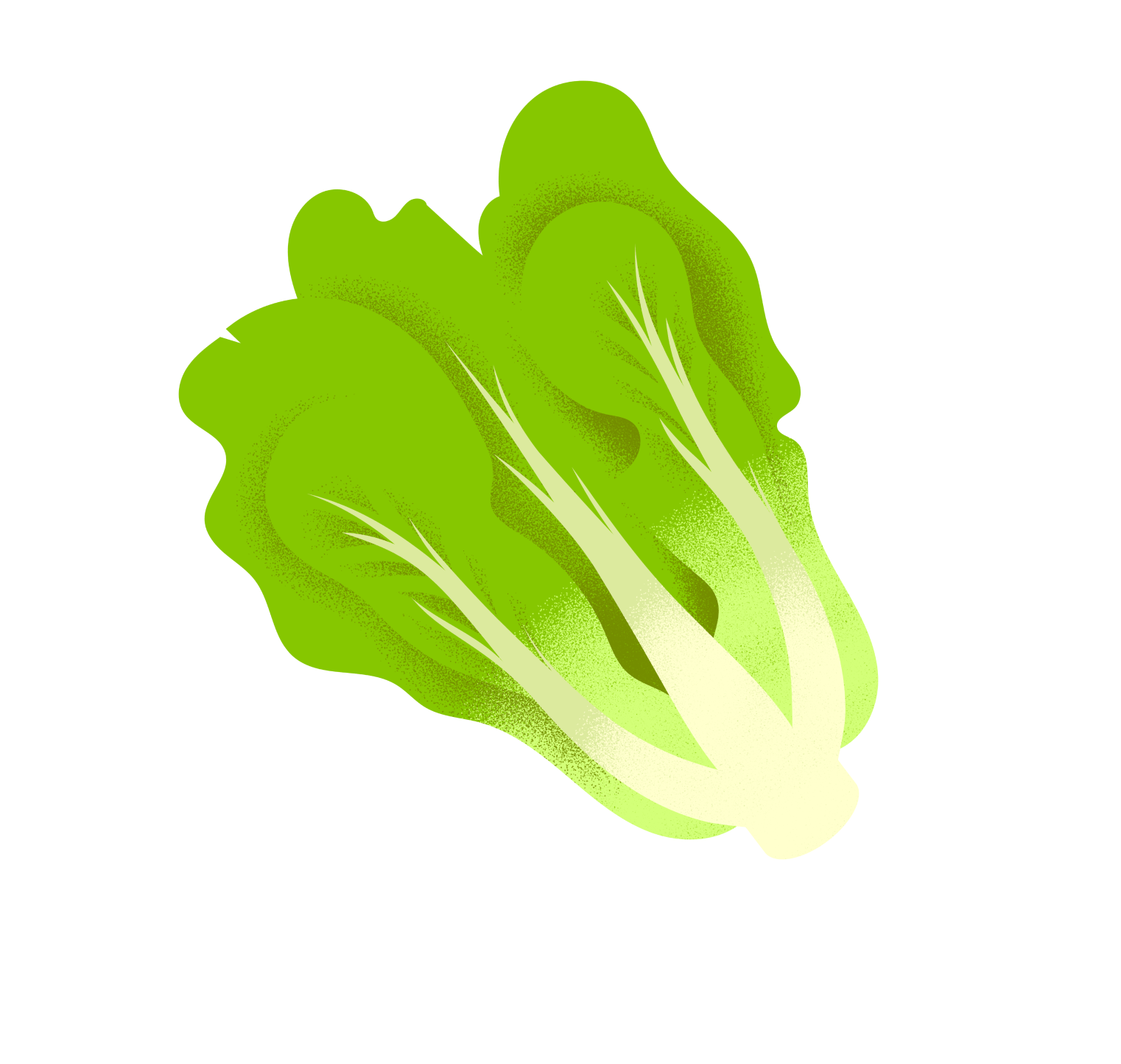 lettuce